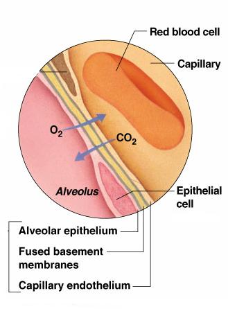 Gas Exchange O 2 and CO 2 exchange by passive diffusion P O2 is 105 mmhg in alveoli