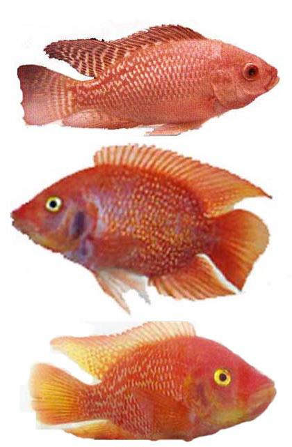 farmers and researchers were keenly interested in genetic improvement of this fish.