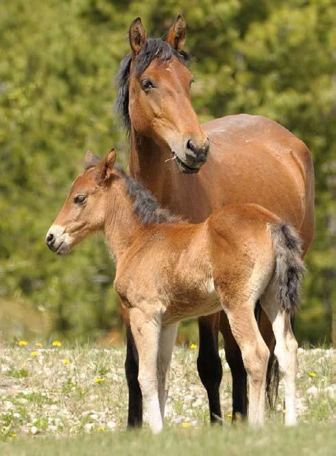 Some people do question the term "wild," given that these horses are not native to Alberta.