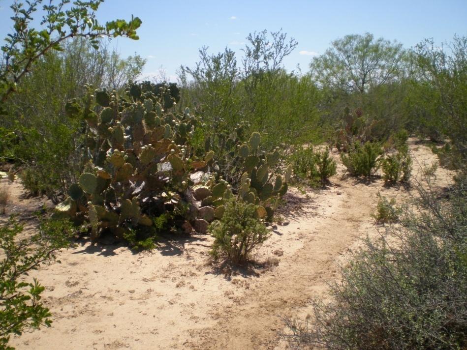 Introduction Overgrazing has been largely responsible for vegetation community simplification in southern Texas Most exotic