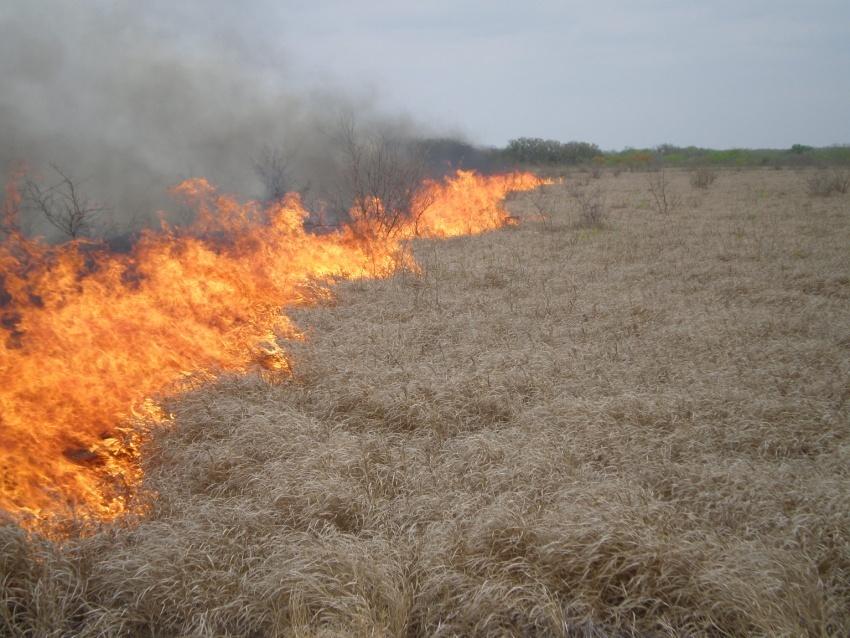 Introduction Most exotic grasses respond well to fire, especially warm season burning In many cases Kleberg