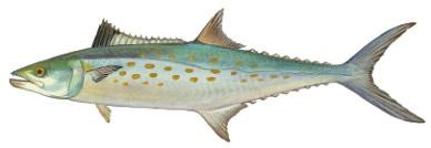 Mackerel All Year 14 10 Striped Bass All Year**