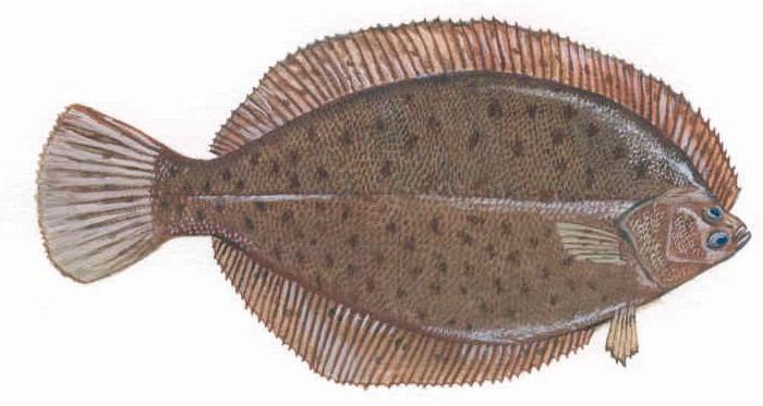 Flounder All Year 10 None