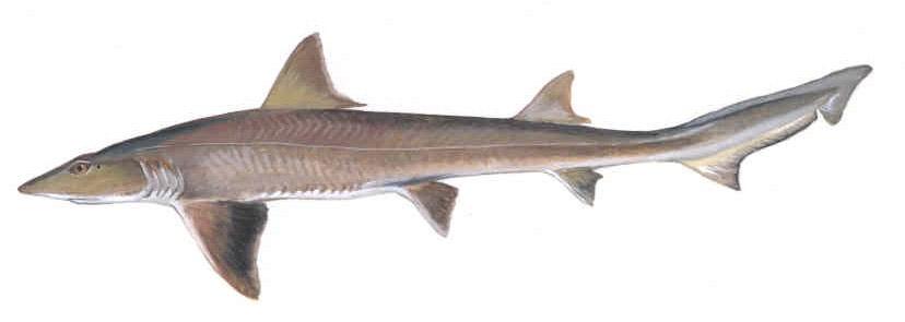 Unregulated (Recreational Only) Shark-Spiny Dogfish