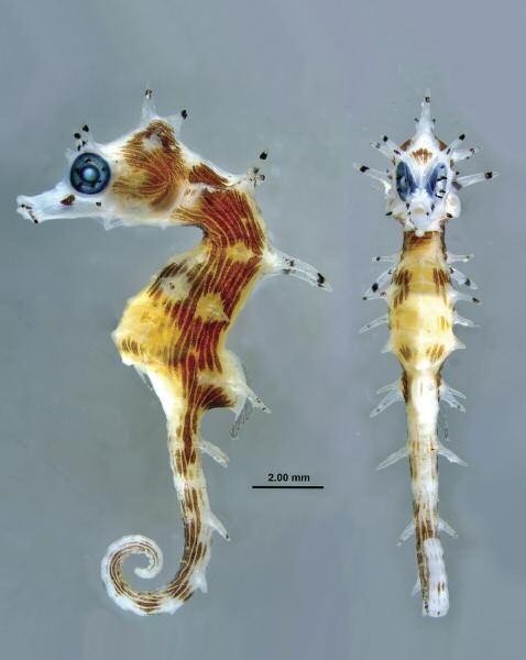 Two new pygmy seahorses (Teleostei: Syngnathidae: Hippocampus) from the Indo-West Pacific a b Fig. 4 a-b. Hippocampus debelius n. sp.
