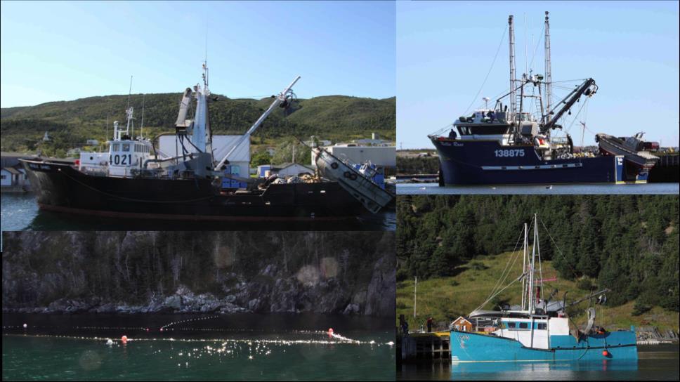 Study of the small pelagic fisheries for Atlantic herring and Atlantic mackerel on the west coast of Newfoundland (NAFO Division 4R) Research Report prepared by Barbara Paterson for the CURRA