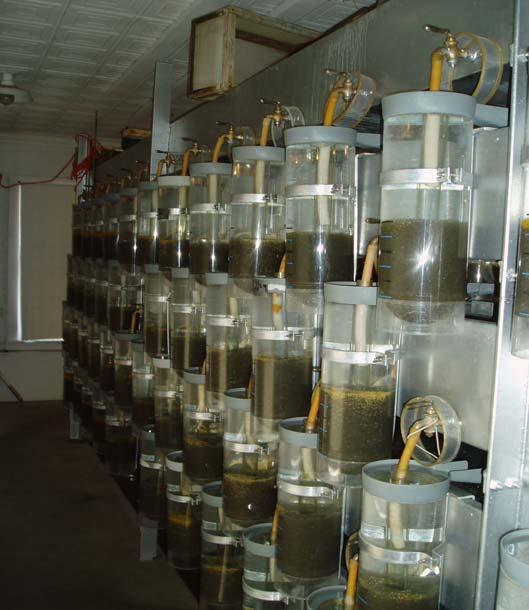 Glenwood Area Fisheries Newsletter Minnesota Department of Natural Resources June 2009 2009 walleye egg-take a success This year, the Glenwood State Fish Hatchery received a total of 540 quarts of