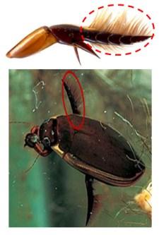 A. Structural analysis of a diving beetle s leg Diving beetles are mainly using their hind legs to generate propulsion for their swimming.