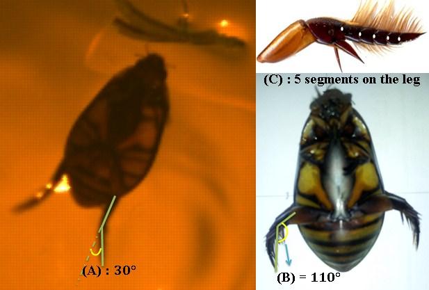 During the research for designing SPG(Swimming Pattern Generator) mimicking the locomotion of the diving beetle[6], structures of the diving beetle s leg been closely examined.