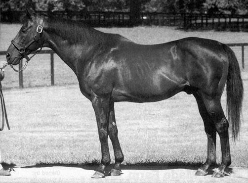 Mr. Prospector No less a sire sensation was the brilliantly fast but unsound Mr. Prospector, who didn t run in Secretariat s Kentucky Derby because he had ankle chips.