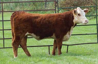 She was pasture exposed to BRH MR FROSTY 5021 first part of June until mid-august. He is a calving ease bull that has thrown 70 lb. calves.