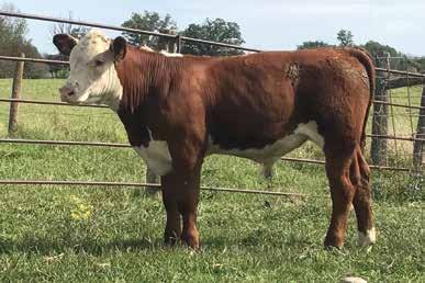 Consigned by A&H Herefords 40 A&H Miss STAR 716 P43807706 Calved: April 3, 2017 Tattoo: LE 716 CRR ABOUT TIME 743 {SOD}{CHB}{DLF,HYF,IEF} THM DURANGO 4037 {SOD}{CHB}{DLF,HYF,IEF} LCC AF BUYING TIME