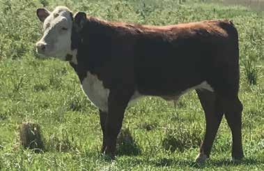Sells bred to SSR Mercantile Consigned by 7 7 SSR Miss Beejay 426 7A SSR Bojangles 726 P43825412 Calved: April 15, 2017 Tattoo: RE 726 STAR OBF BOGART 5L {SOD}{CHB}{DLF,HYF,IEF} CS BOOMER 29F