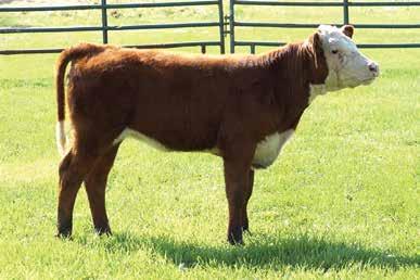 14; BMI$ 10; CEZ$ 8; BII$ 9; CHB$ 18 Thick made moderate framed heifer that shows a lot of power to make a good show heifer and cow. Shock Wave heifers show a lot of nature thickness.