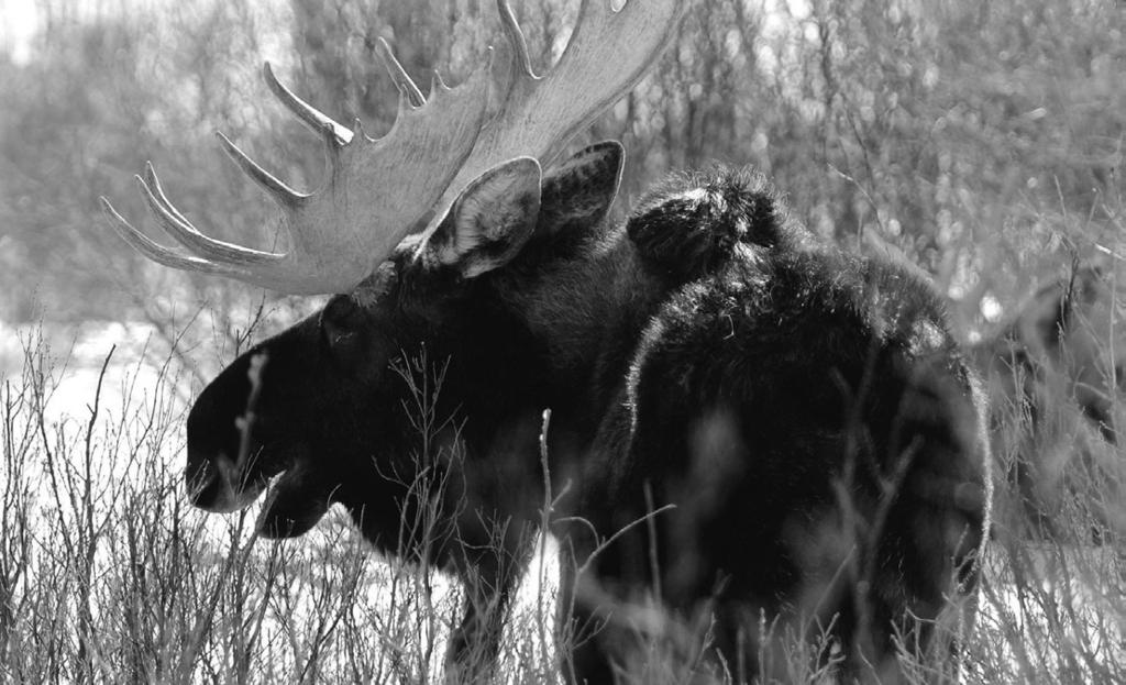 MOOSE MOOSE INFORMATION Northwest Colorado s moose population is thriving since moose were first re-introduced by the CPW into North Park in 1978, with sportsmen s dollars, providing increasing