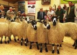 2016 CHAMPION MASHAM GIMMER LAMBS From W&R Verity selling for 155 to