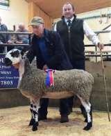2016 CHAMPION BLUE FACED LEICESTER - 2700 Ram Lamb from