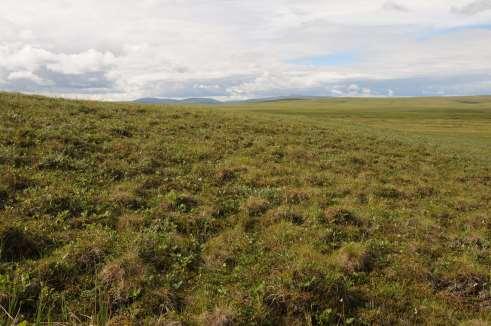 Figure 13. Example of a photo of tundra ecosystems, selected to represent spring grizzly bear habitat.