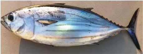 SKIPJACK TUNA (KATSUWONUS PELAMIS) Typically 80 cm (fork length) 8 to 10 kg. The largest specimen would be 110 cm long and weigh about 35 kg.
