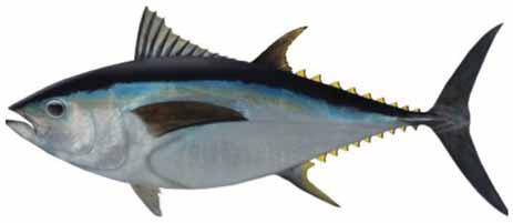 BIGEYE TUNA (THUNNUS OBESUS) A large specimen would be 230 cm long and weigh about 200 kg. Bigeye tuna are a metallic blue on top, whitish on the lower sides and belly, with no dark spots or stripes.