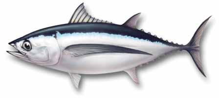 ALBACORE (THUNNUS ALALUNGA) A large specimen would be 130 cm long and weigh about 40 kg. IDENTIFICATION Dorsal fins separated by a narrow space.