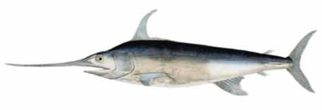 SWORDFISH (XIPHIAS GLADIUS) A large specimen would be 450 cm and 600 kg, although usually much smaller. IDENTIFICATION Dorsal fin rays: (First) 34 to 49; dorsal fin rays: (Second) 4 to 6.