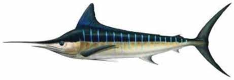 STRIPED MARLIN (TETRAPTURUS AURAX) A large specimen would be 250 cm and about 100 kg. IDENTIFICATION Dorsal fin rays: 37 to 42, 5 or 6. Anal fin rays: 13 to 18, 5 or 6. Pectoral fin rays: 18 to 22.
