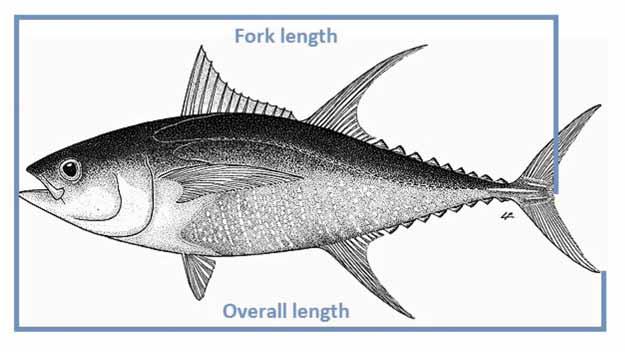 MEASURING FISH The method of measuring the length of fish can vary depending on the legislation and the purpose. If there is a legal size limit on fish the measurement is often length overall.