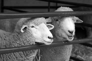 Junior Fair Show Schedule (A) Showmanship (a) Experienced - Has shown sheep (b) Inexperienced - Has never shown sheep (B) Breeding Ewes (a) Breeding Ewe lamb (less than 1 year old) (Ewe market lambs