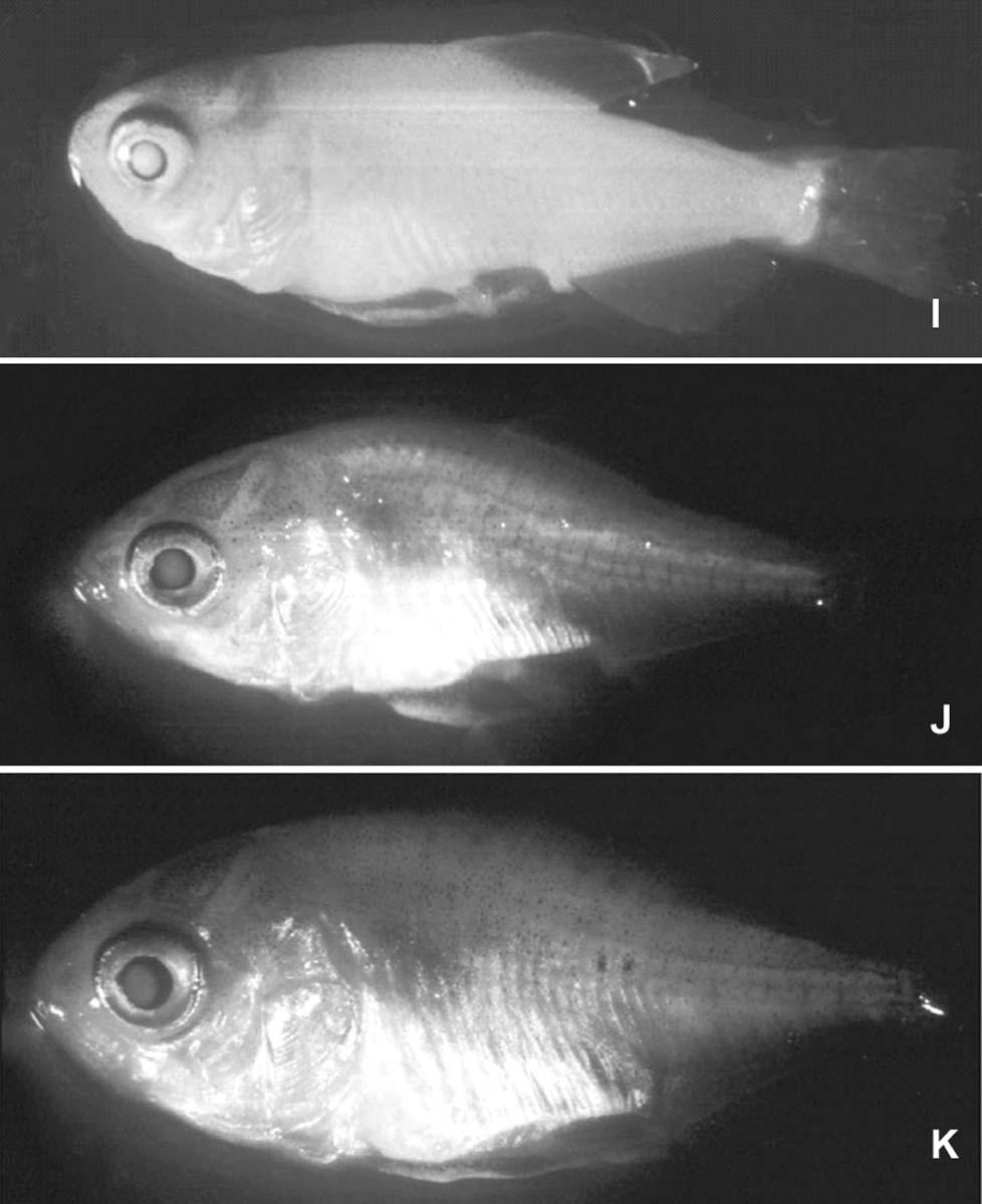 202 Rahman and Ahmed or less similar phenomenon was observed during the present study, i.e. the larvae of red piranha experienced with 25 to 28 pre-anal and 11 to 16 postanal myotomes.