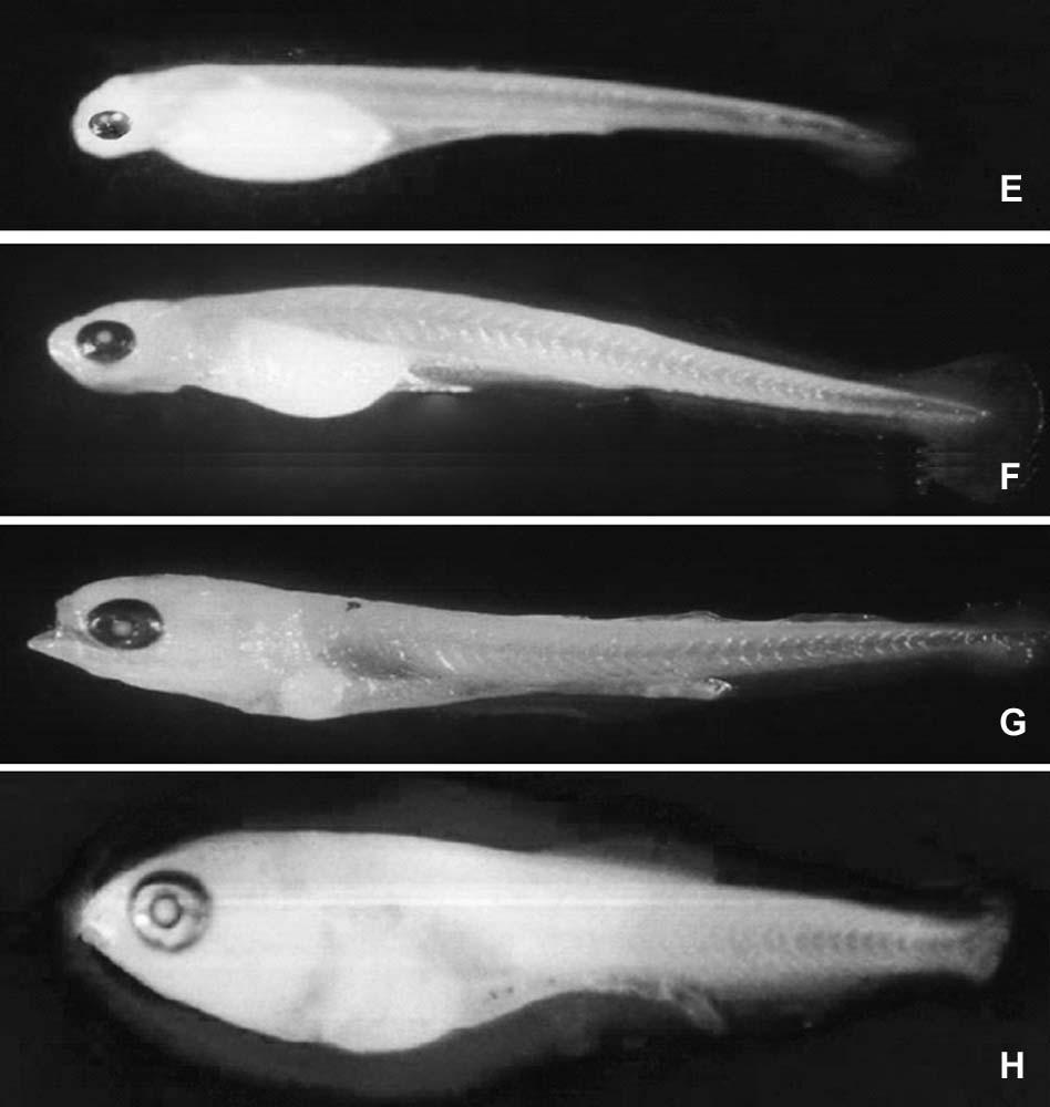 200 Rahman and Ahmed Thirty six hours old larvae (Fig. 2E): Pectoral fin well developed but with slightly visible rays. Upper and lower jaws were clearly visible. Anal fin was slightly visible.