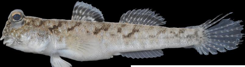 ái female á thòi lòi vạch ngang trắng Ma r Periophthalmus gracilis Eggert, 1935