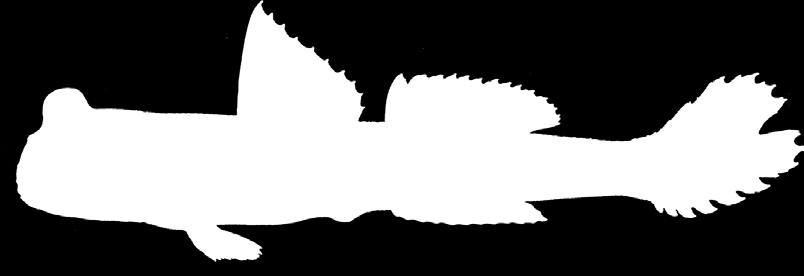 á thòi lòi chấm đen Ma Periophthalmus variabilis Eggert, 1935 r ) Thân màu nâu hoặc olive, bụng trắng đục, có nhiều đốm đen nhỏ không đều; ) vây lưng thứ nhất gần dạng tam giác, không có tia vi dạng