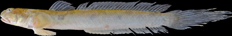 á bóng kèo vảy nhỏ Ma r Fr Pseudapocryptes elongatus (uvier, 1816) ) Thân dài; )