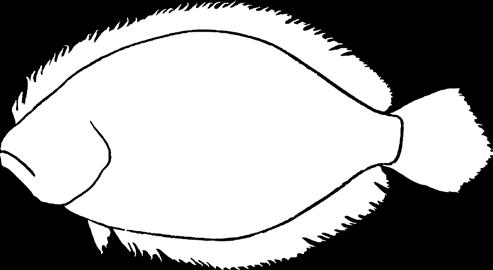 family of flatfishes with: ) eyes on left side of body; ) dorsal and anal fins connected to caudal fin; ) pelvic fins nearly symmetrical in position; D) anterior part of lateral line above pectoral