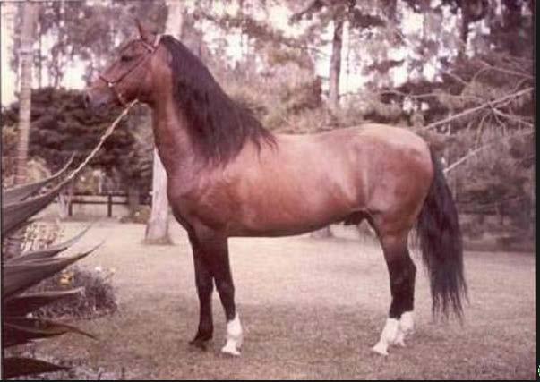 19 th century but it was not until the 20 th century when Trocha horses of exceptional qualities were noted. Through this process of conscious breeding, El Arco was born on August 7, 1965.