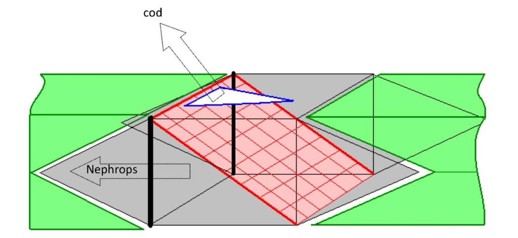 Figure 2 Conceptual diagram of the Net Grid, Nephrops pass through a sheet of netting which is laced into a four panel box section to the codend, while