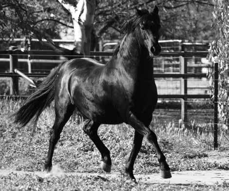 BOSTON BITTERMINT (IMP UK) Black Welsh Stallion DOWNLAND CHEVALIER DOWNLAND MANDARIN COED COCH GOLD MAIR VARNDELL RIGHT ROYAL SOLWAY MASTER BRONZE CUSOP