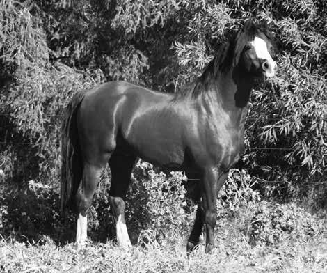 BAMBOROUGH OSCAR Chestnut Welsh Stallion HILIN CARADUS CARDWED CHARMER CARDWED PETTRA EYARTH TIGRA EYARTH CELEBRATION EYARTH ARABELLA CWESTON