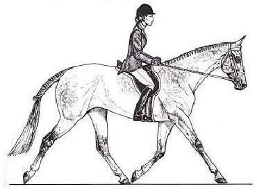 Hunt Seat Equitation Hands 1) The upper arm used in reining is held in a straight line with the body, the elbow bent so the forearm and hand are in a straight line to the bit.