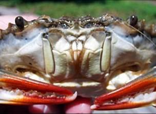Results - Effort Residential, Tri-County, Effort: Residents took an estimated 65,000 crabbing trips during season Cumberland County residents accounted for 55% of all trips Residents accounted for