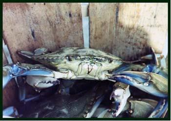 New Jersey s s Blue Crab Fisheries Commercial Fishery (State Wide): 5.37 million pounds 10 year average harvest (97-06) 2002 highest with 6.41 million pounds 2003 lowest with 4.1 million pounds $ 5.