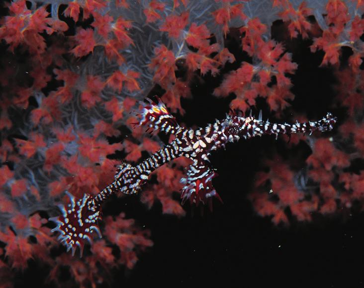 Ghost Pipefish 24 Banded
