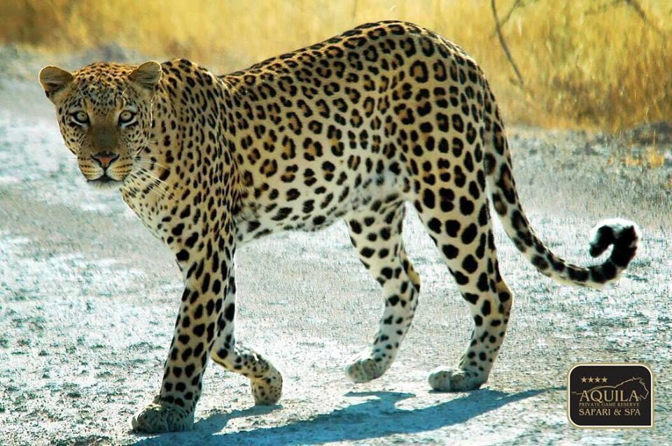 Conservation Project Research: Leopard