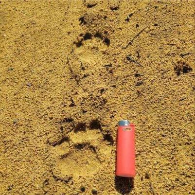 3. Spoor & pug marks Leopard tracks are very distinctive and easily identi able by a