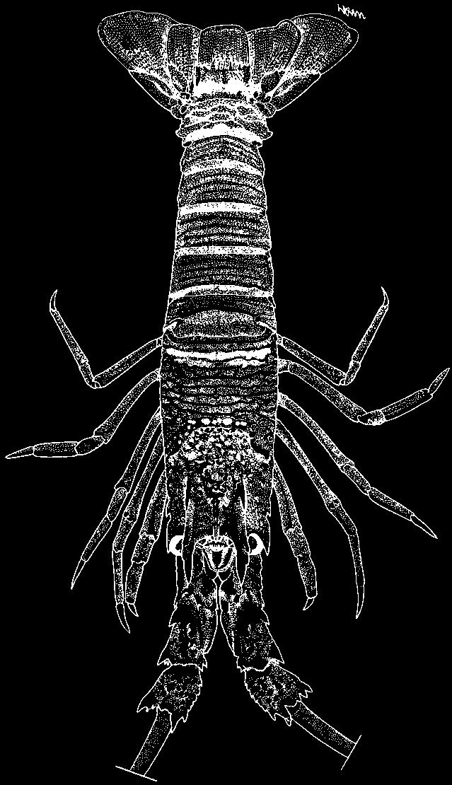 Palinuridae 1023 Justitia longimanus (H. Milne Edwards, 1837) En - Longarm furrow lobster; Fr - Langouste gibbon; Sp - Langosta de muelas.