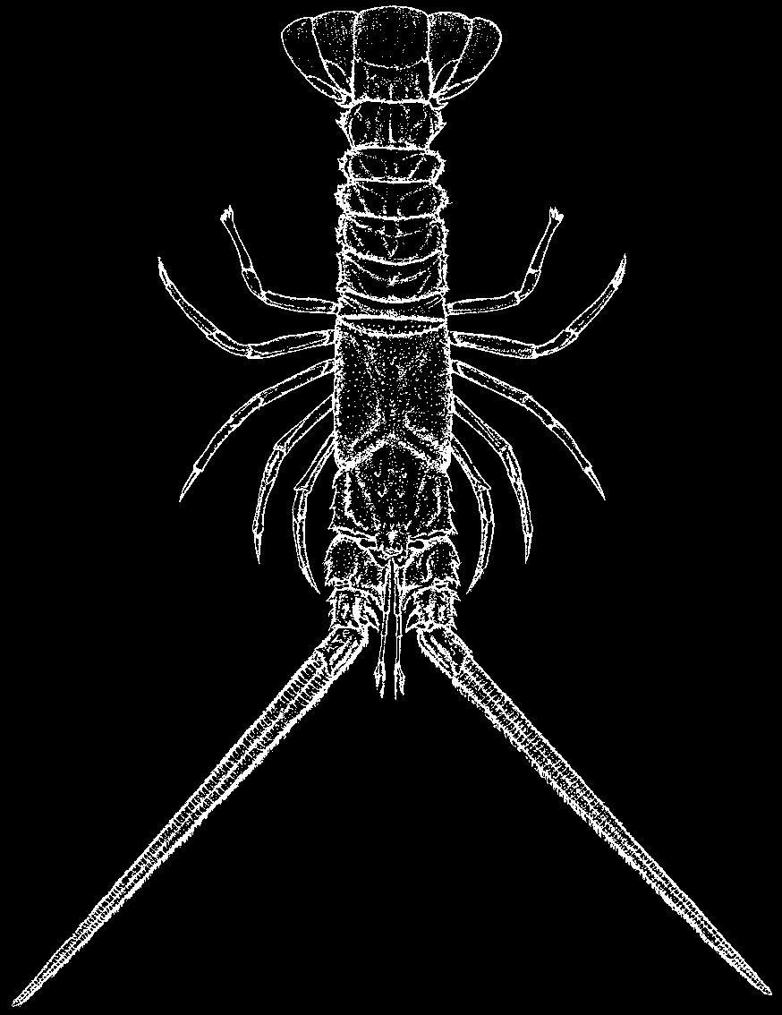 1024 Lobsters Linuparus sordidus Bruce, 1965 En - Oriental spear lobster. Body length between 17 and 27 cm. On sandy mud and limestone rocks in depths from 200 to 500 m.