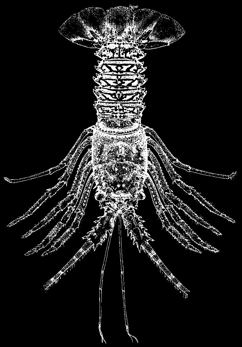 Palinuridae 1025 Palinustus unicornutus Berry, 1979 En - Unicorn blunthorn lobster. Maximum body length about 14 cm.