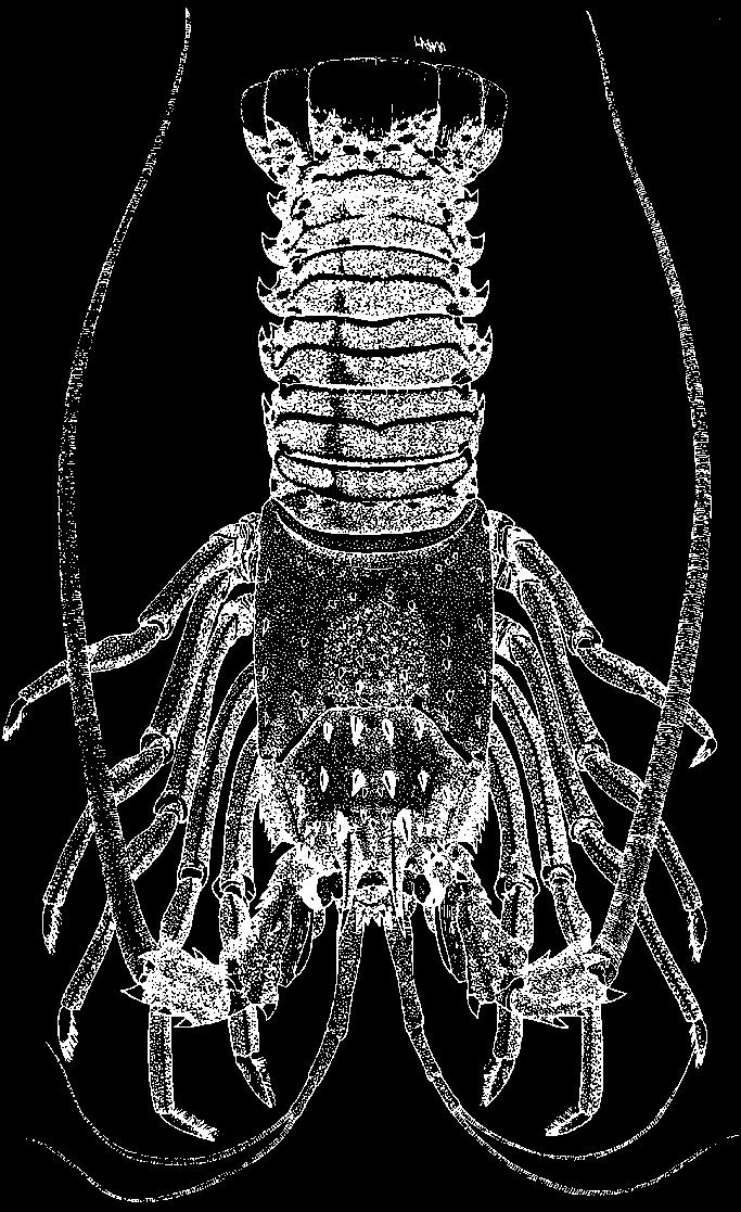 1026 Lobsters Panulirus pascuensis Reed, 1954 En - Easter Island spiny lobster. Total body length of adults between 15 and 25 cm.