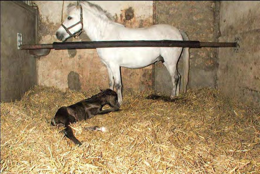 Figure 2. Adopting mare placed behind contention pipe in back of stall.